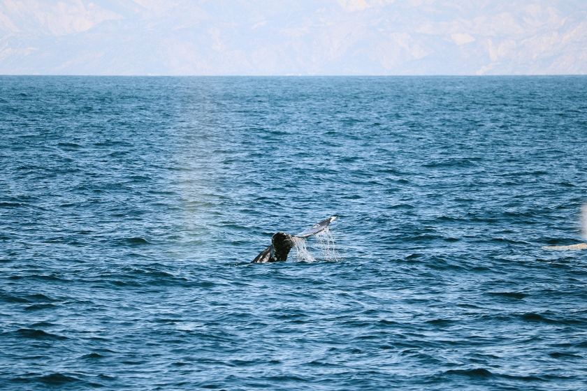 Photo of a gray whale's tail